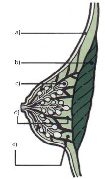 fht female breast - schematically